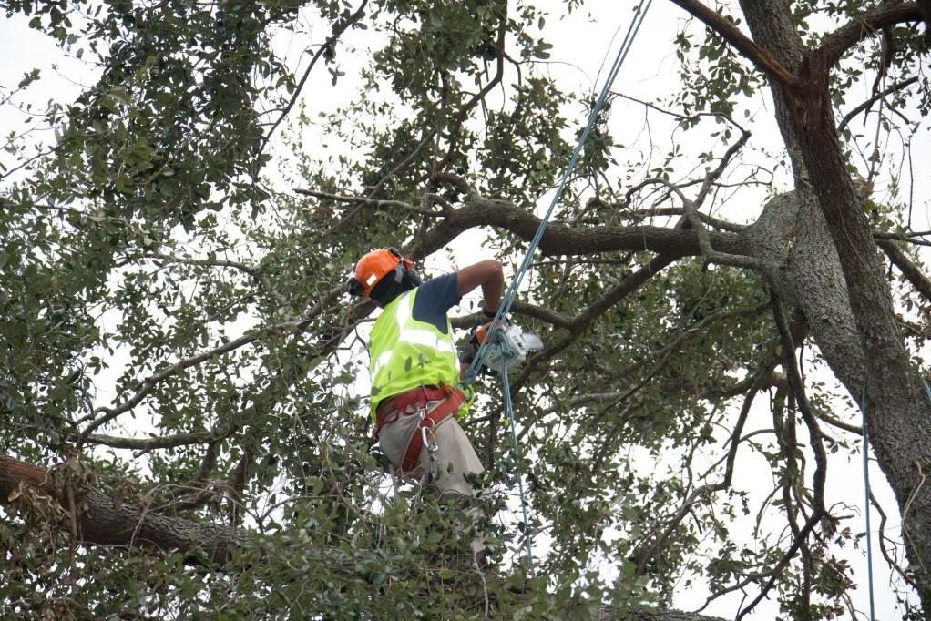 Arborist in a tree chopping branches