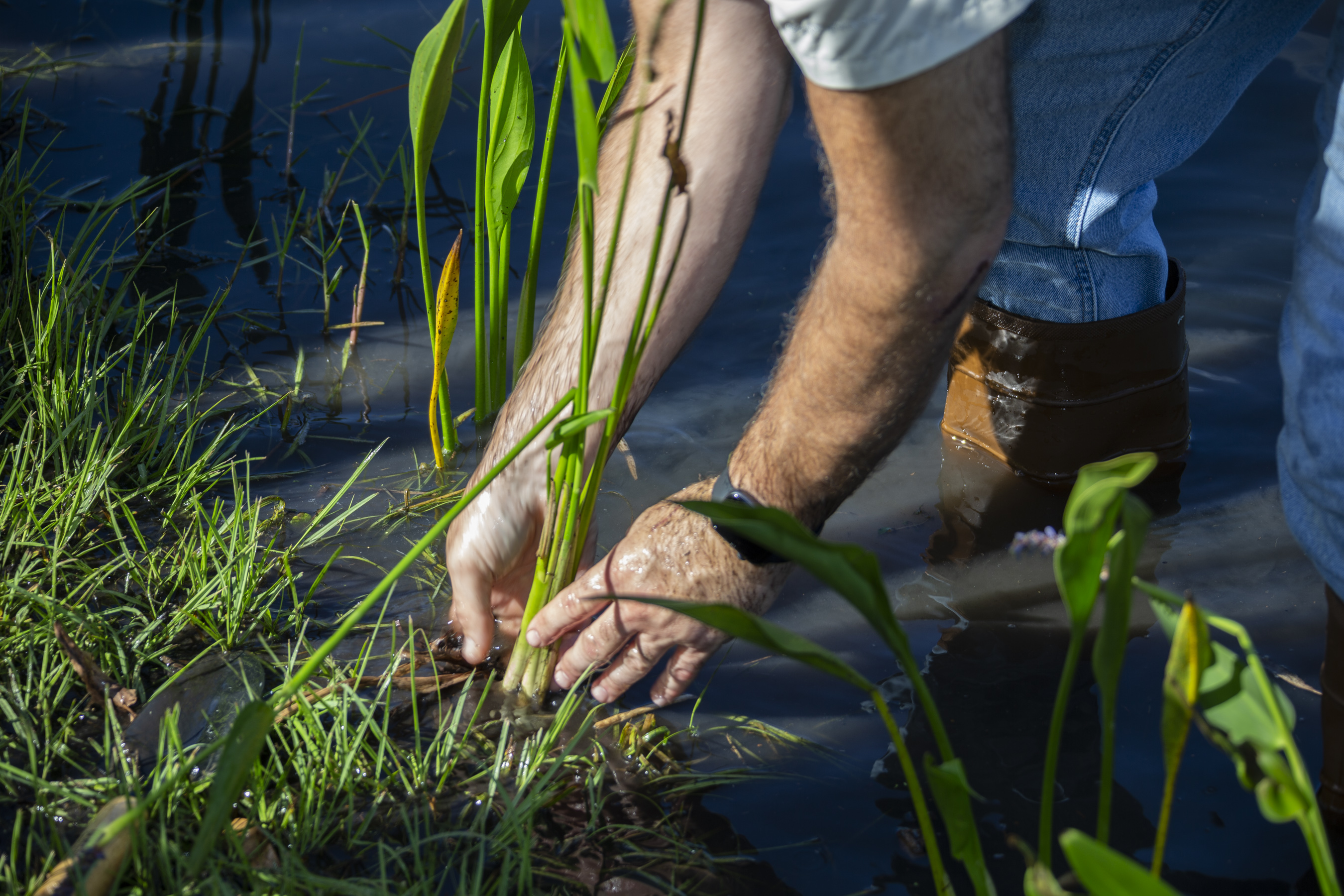 A man is pulling some weeds from a grassy patch that abuts a body of water. He's standing in the water.