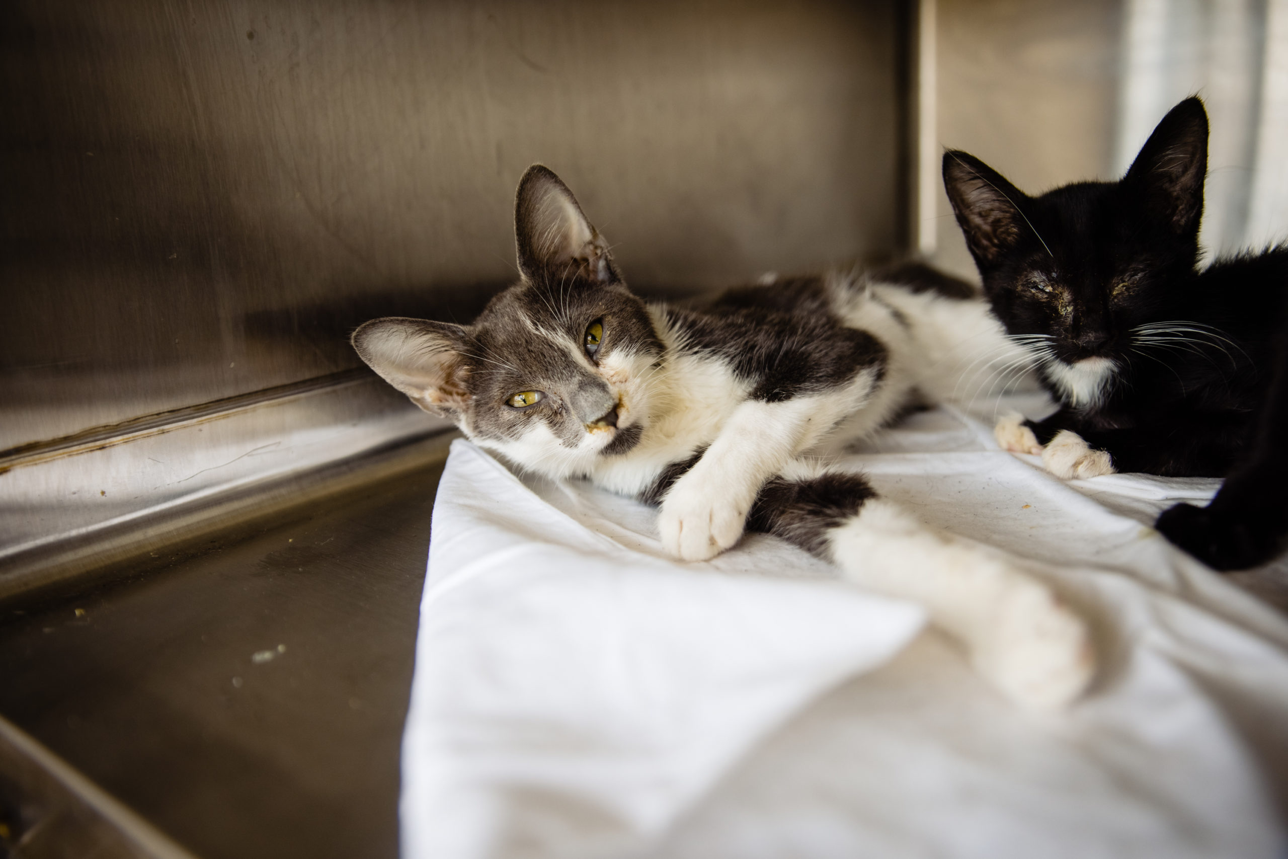 Orange County Animal Services Receives 47 Cats from Local Hoarding Situation