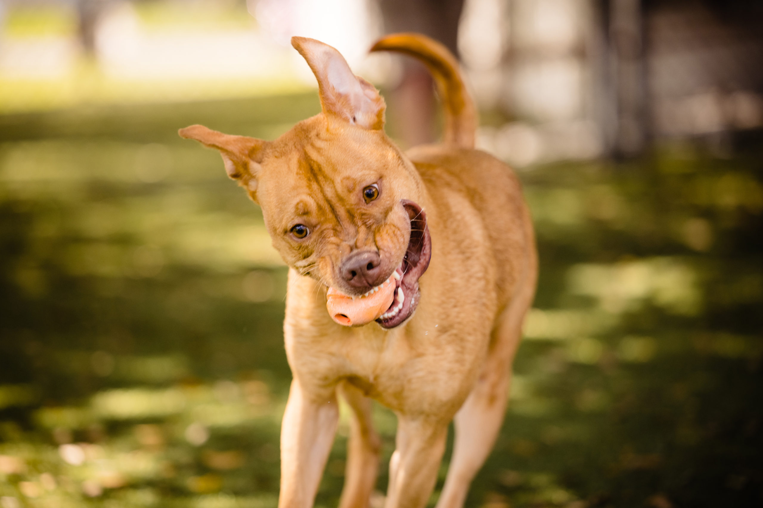 Dog running with a chew toy