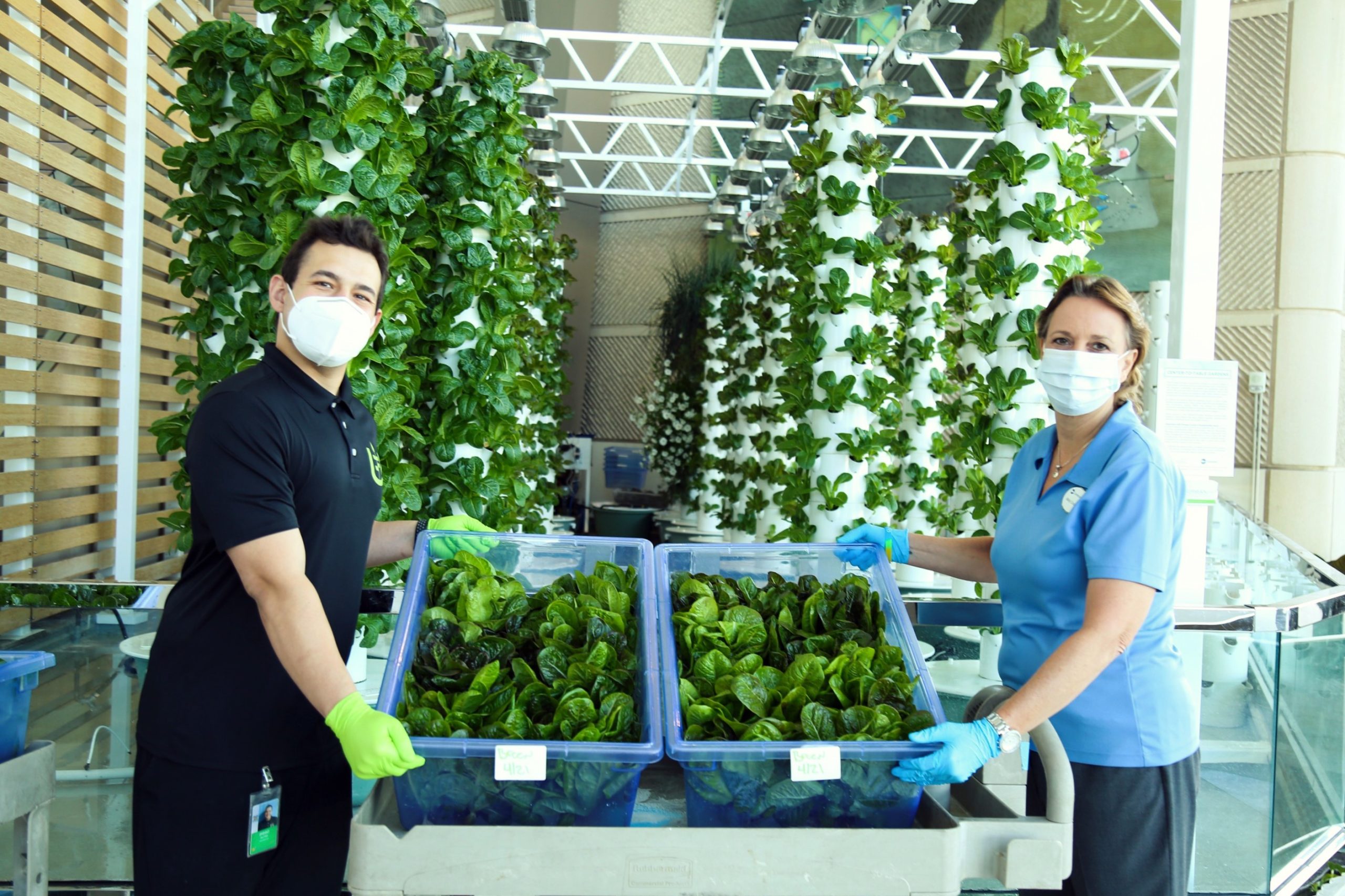 Voluntarios sosteniendo productos frescos de una huerta de interior