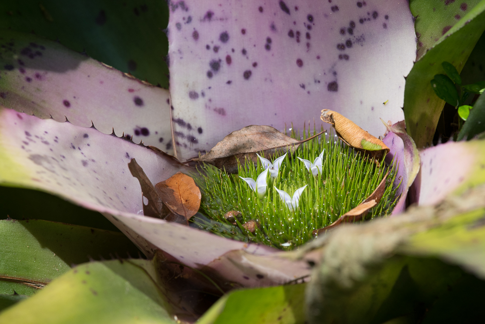 Una flor en Nerhling Gardens